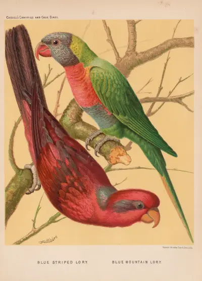 Blue-striped Lory, Blue Mountain Lory av W. A . Blakston