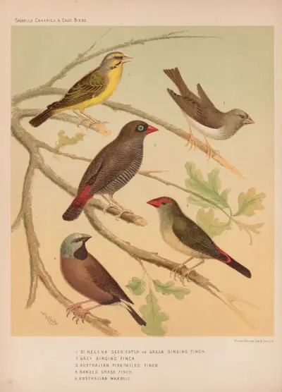 Green Singing, Grey Singing, Australian Fire-tailed and Banded Grass Finch, Australian Waxbill av W. A . Blakston