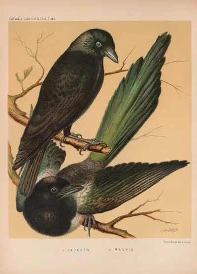 Jackdaw, Magpie av W. A . Blakston