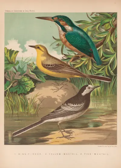 Kingfisher, Wagtails av W. A . Blakston