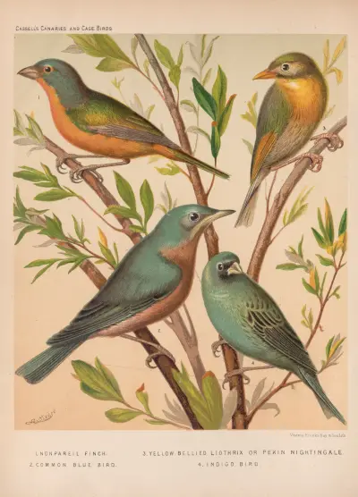 Nonpareil Finch, Blue Bird, Pekin Nightingale, Indigo-bird av W. A . Blakston