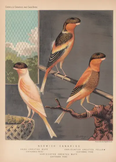 Norwich Canaries—Dark-crested Buff, Variegated crested yellow, Variegated Crested Buff av W. A . Blakston