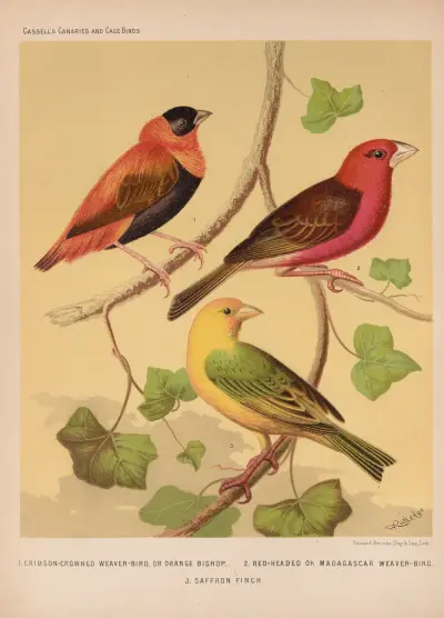 Orange Bishop and Madagascar, Saffron Finch av W. A . Blakston