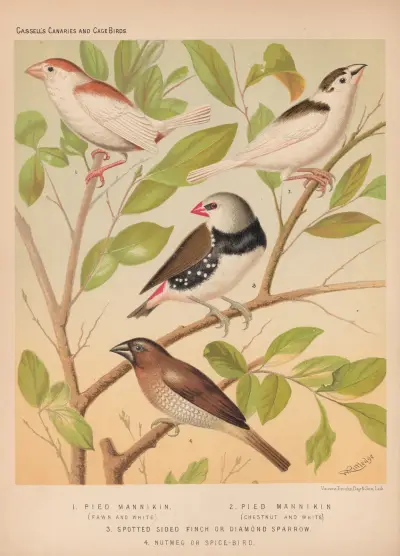 Pied Manakins, Diamond Sparrow, Nutmeg or Spice bird av W. A . Blakston