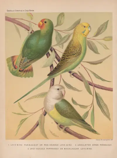 Red-headed Love-bird, Grass Parrakeet and Madagascar Love-bird av W. A . Blakston