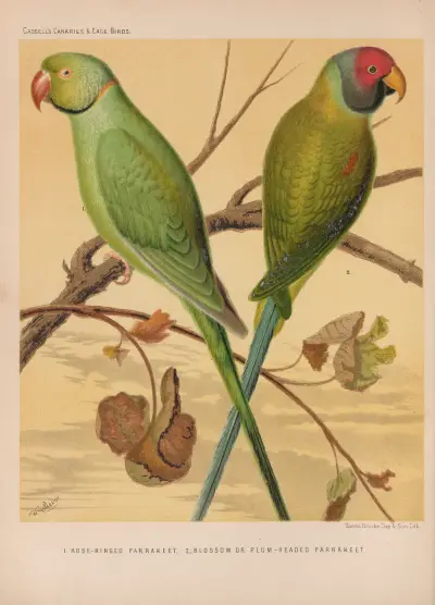Ring-necked Parrakeet, Plum-headed Parrakeet av W. A . Blakston