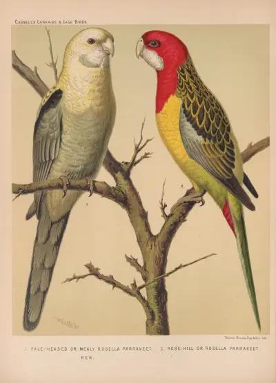 Rosella Parrakeets av W. A . Blakston