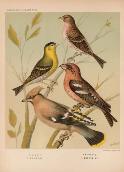 Siskin, Redpoll, Waxwing, Crossbill av W. A . Blakston