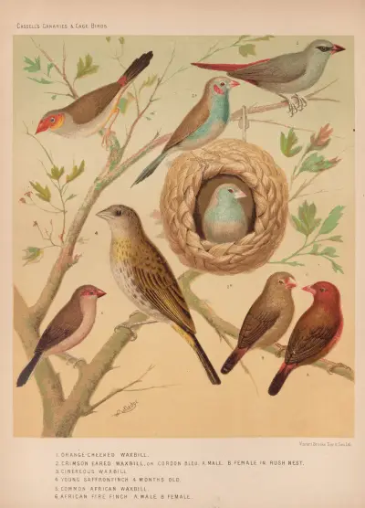 Waxbills, Saffron Finch, African Fire Finch av W. A . Blakston