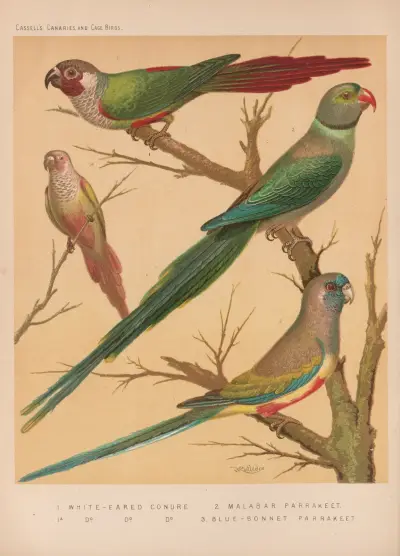 White-eared Conures, Malabar Parrakeet, Blue-bonnet Parrakeet av W. A . Blakston