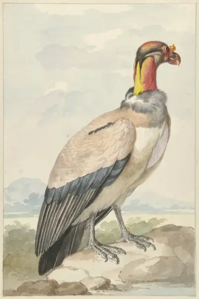Koningsgier (Sarcoramphus papa) av Aert Schouman