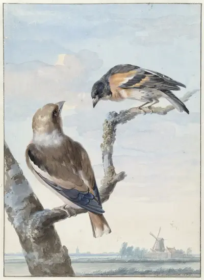 Twee vogels; een appelvink (Coccothraustes coccothraustes) en een keep (Fringilla montifringilla) av Aert Schouman