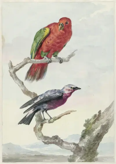 Twee vogels, waaronder een rood-groene papegaai av Aert Schouman