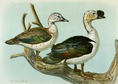 Comb or Knob-Billed Duck av Louis Agassiz Fuertes