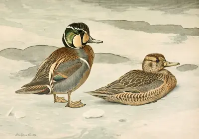 Formosan Teal av Louis Agassiz Fuertes