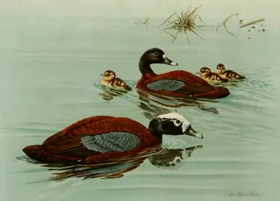 Hartlaub’s Teal av Louis Agassiz Fuertes