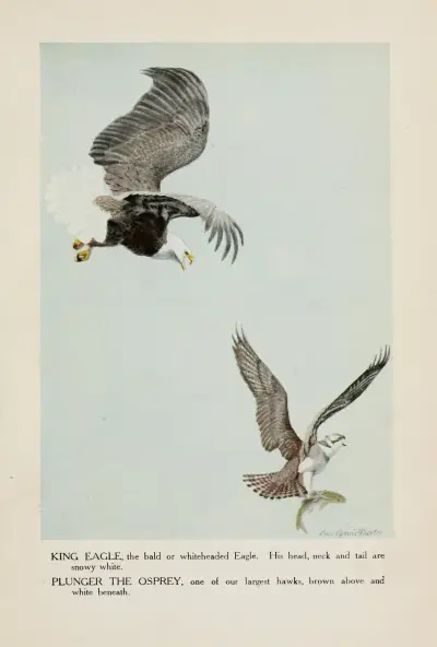 King Eagle, Plunger the Osprey av Louis Agassiz Fuertes
