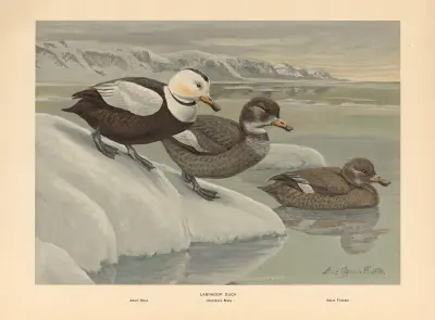 Labrador Duck av Louis Agassiz Fuertes