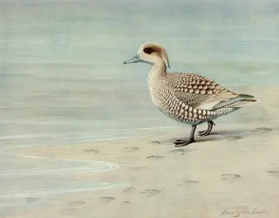 Marbled Duck av Louis Agassiz Fuertes