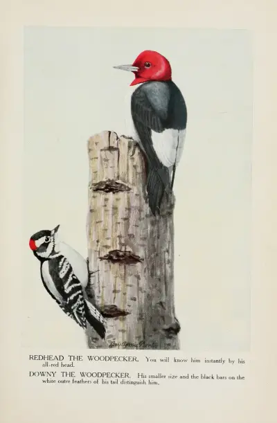 Redhead the Woodpecker, Downy the Woodpecker av Louis Agassiz Fuertes