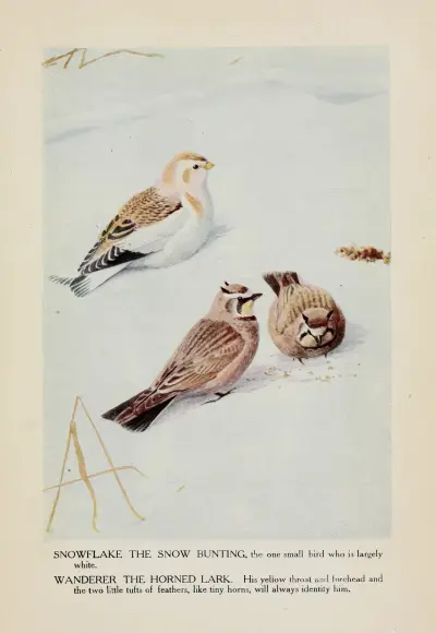 Snowflake the Snow Bunting, Wanderer the Horned Lark av Louis Agassiz Fuertes