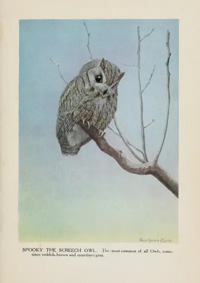 Spooky the Screech Owl av Louis Agassiz Fuertes
