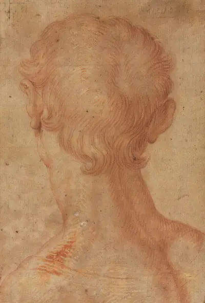 Männerkopf von hinten von Agnolo Bronzino