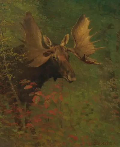 Study Of A Moose av Albert Bierstadt