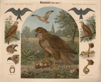 Common Buzzard (Bueto vulgaris) av Albert Kull