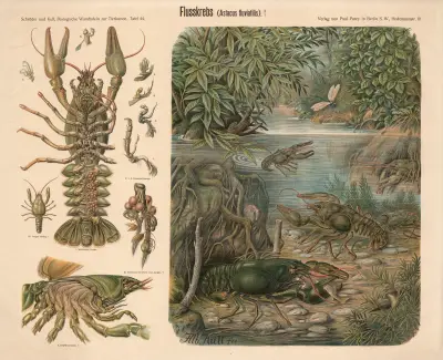Crayfish (Astacus fluviatilis) av Albert Kull