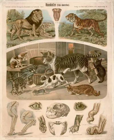 Domestic cat (Felis domestica) av Albert Kull