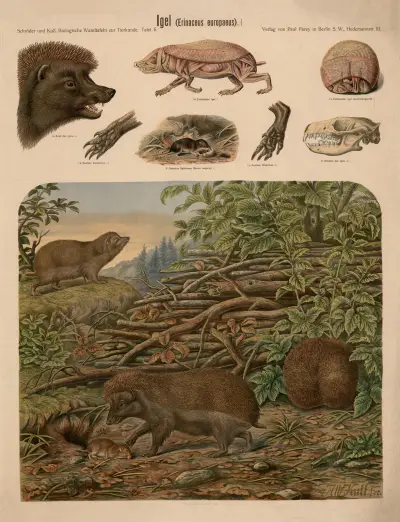 European hedgehog (Erinaceus europaeus) av Albert Kull