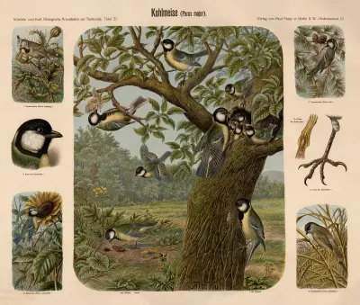 Great Tit (Parus major) av Albert Kull