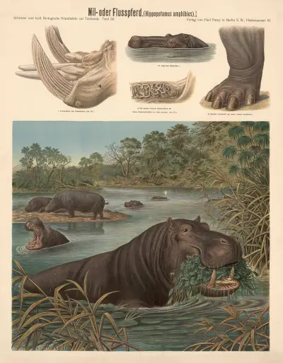 Hippopotamus (Hippopotamus amphibius) av Albert Kull