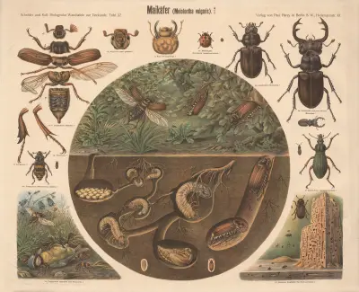 Maybeetle (Melolontha vulgaris) av Albert Kull