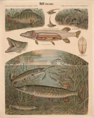 Pike (Esox lucius) av Albert Kull