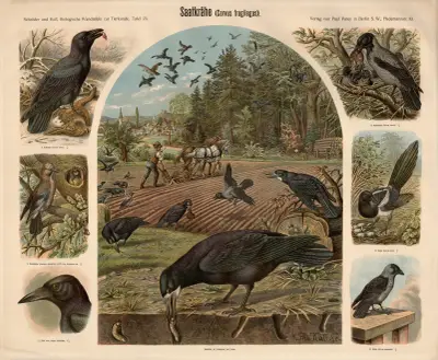 Rook (Corvus frugilegus) av Albert Kull