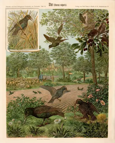 Starling (Sturnus vulgaris) av Albert Kull