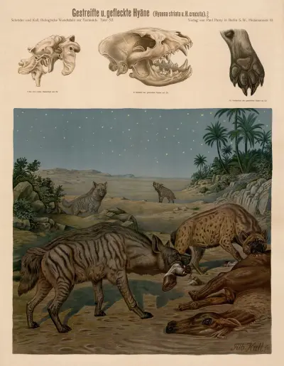 Striped and Spotted hyena (Hyaena striata and Hyena crocuta) av Albert Kull
