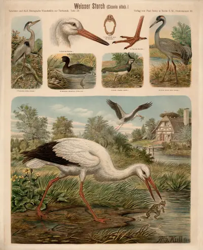White Stork (Ciconia alba) av Albert Kull