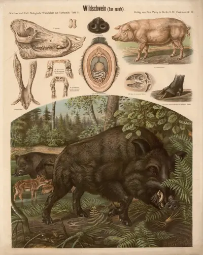 Wild boar (Sus scrofa) av Albert Kull