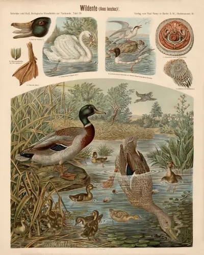 Wild duck (Anas boschas) av Albert Kull