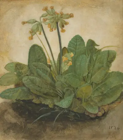 Tuft of Cowslips av Albrecht Dürer