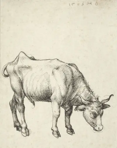 Young Bull av Albrecht Dürer