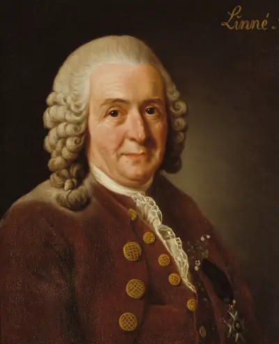 Carl von Linné, 1707-1778, botanist, professor av Alexander Roslin