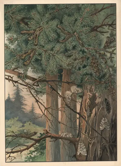 Nonne, Alfred Fiedler