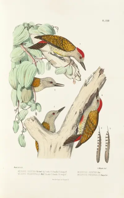 Monographie des picidées pl02, Alfred Malherbe