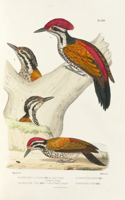 Monographie des picidées pl10, Alfred Malherbe
