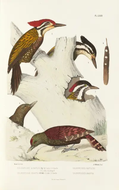 Monographie des picidées pl11, Alfred Malherbe