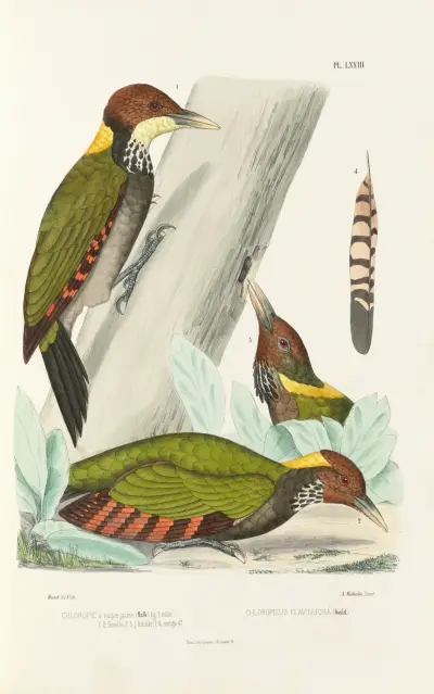 Monographie des picidées pl12, Alfred Malherbe